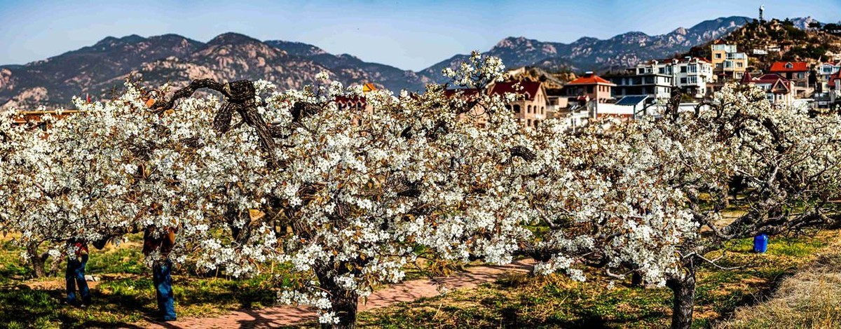 登瀛梨雪   百年沧桑