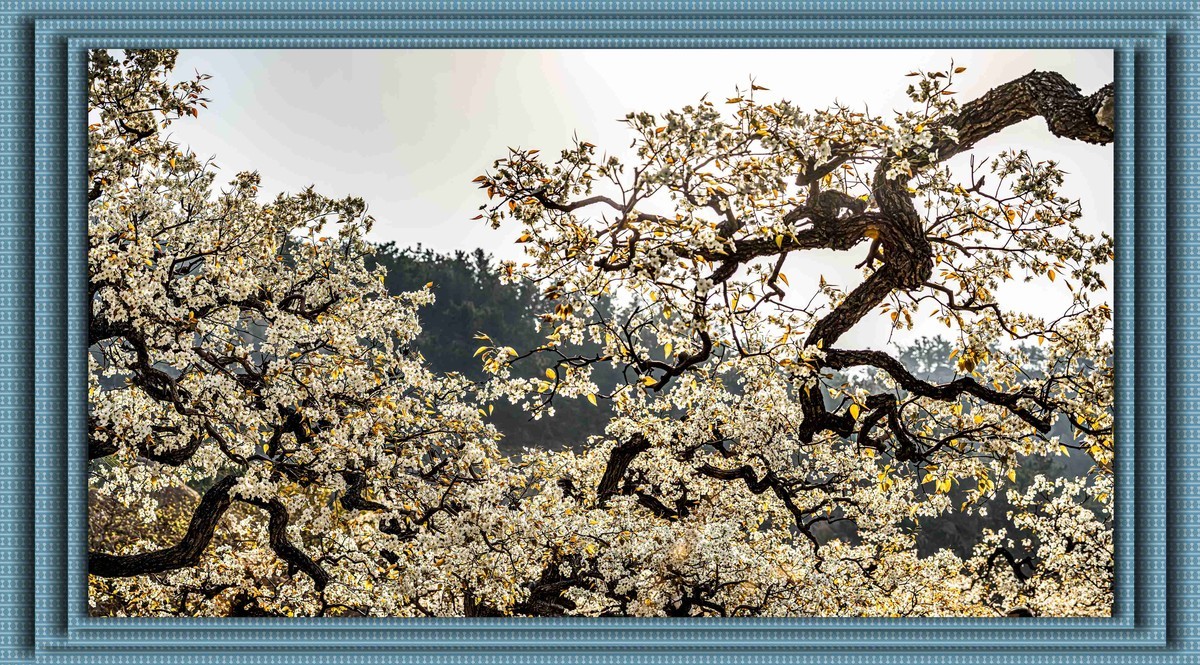 登瀛梨雪   百年沧桑