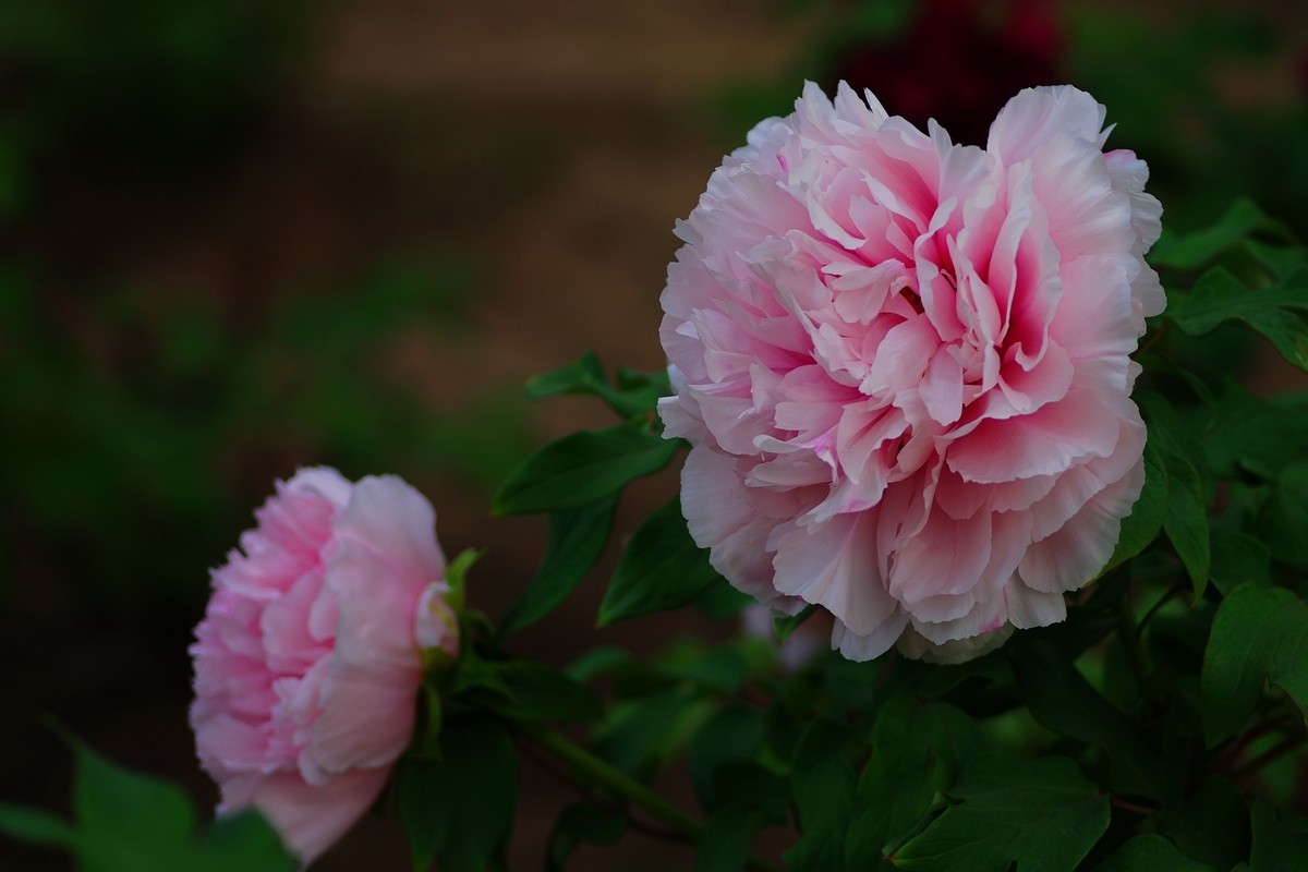 雍容华贵 国色天香