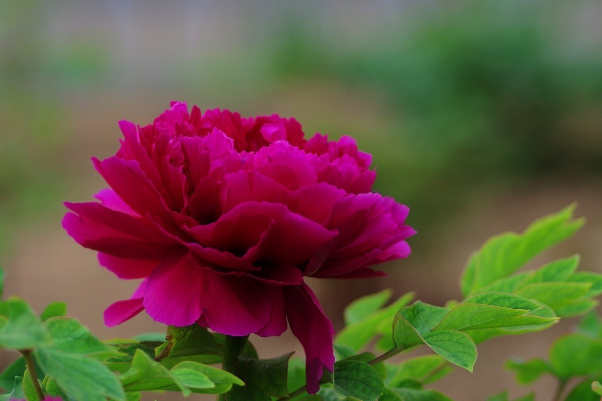 雍容华贵 国色天香