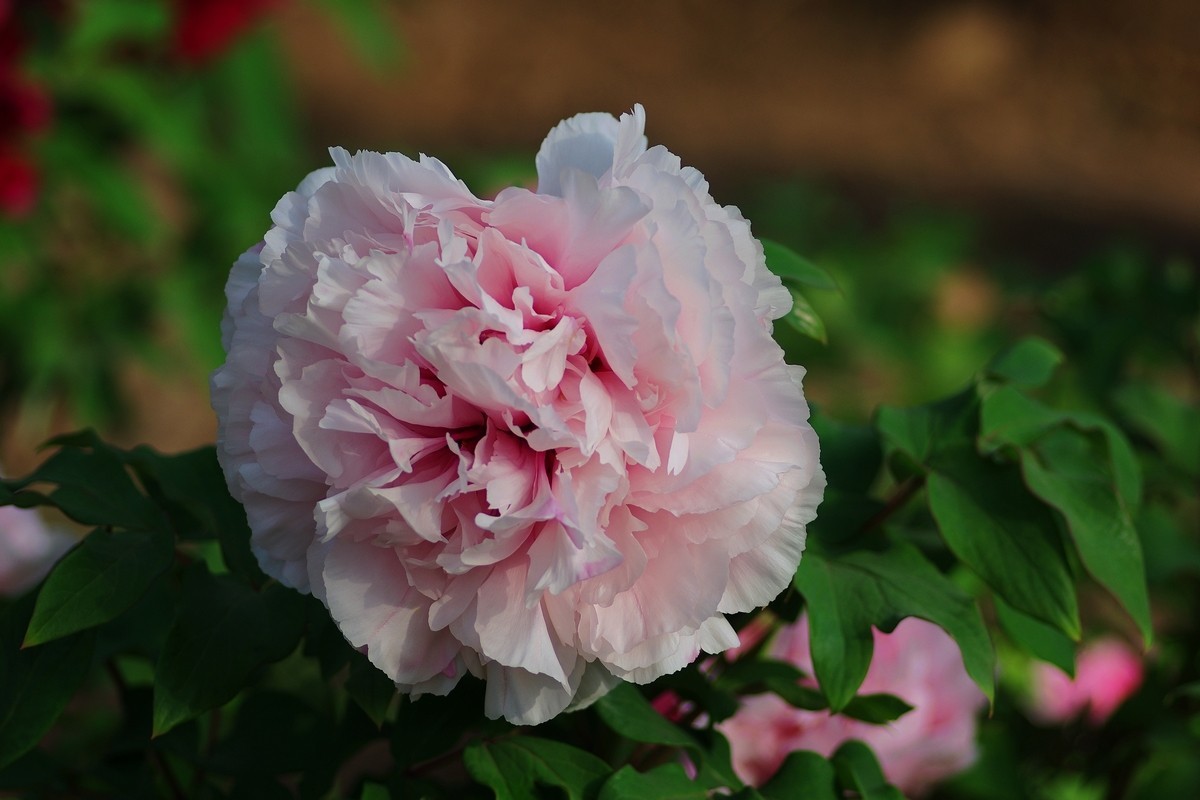 雍容华贵 国色天香