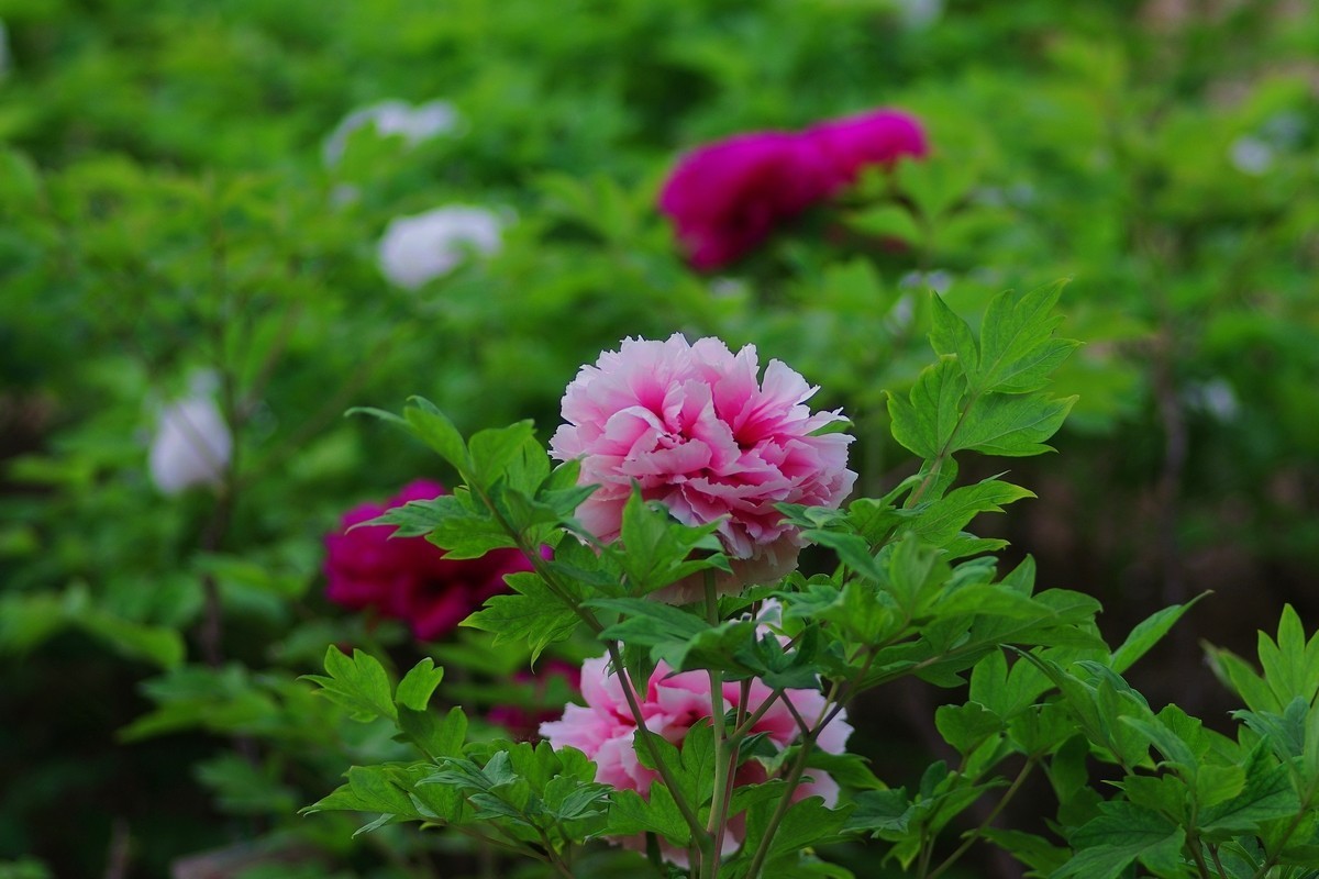 雍容华贵 国色天香