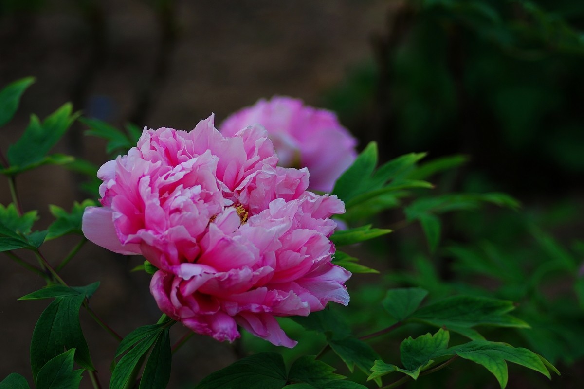 雍容华贵 国色天香