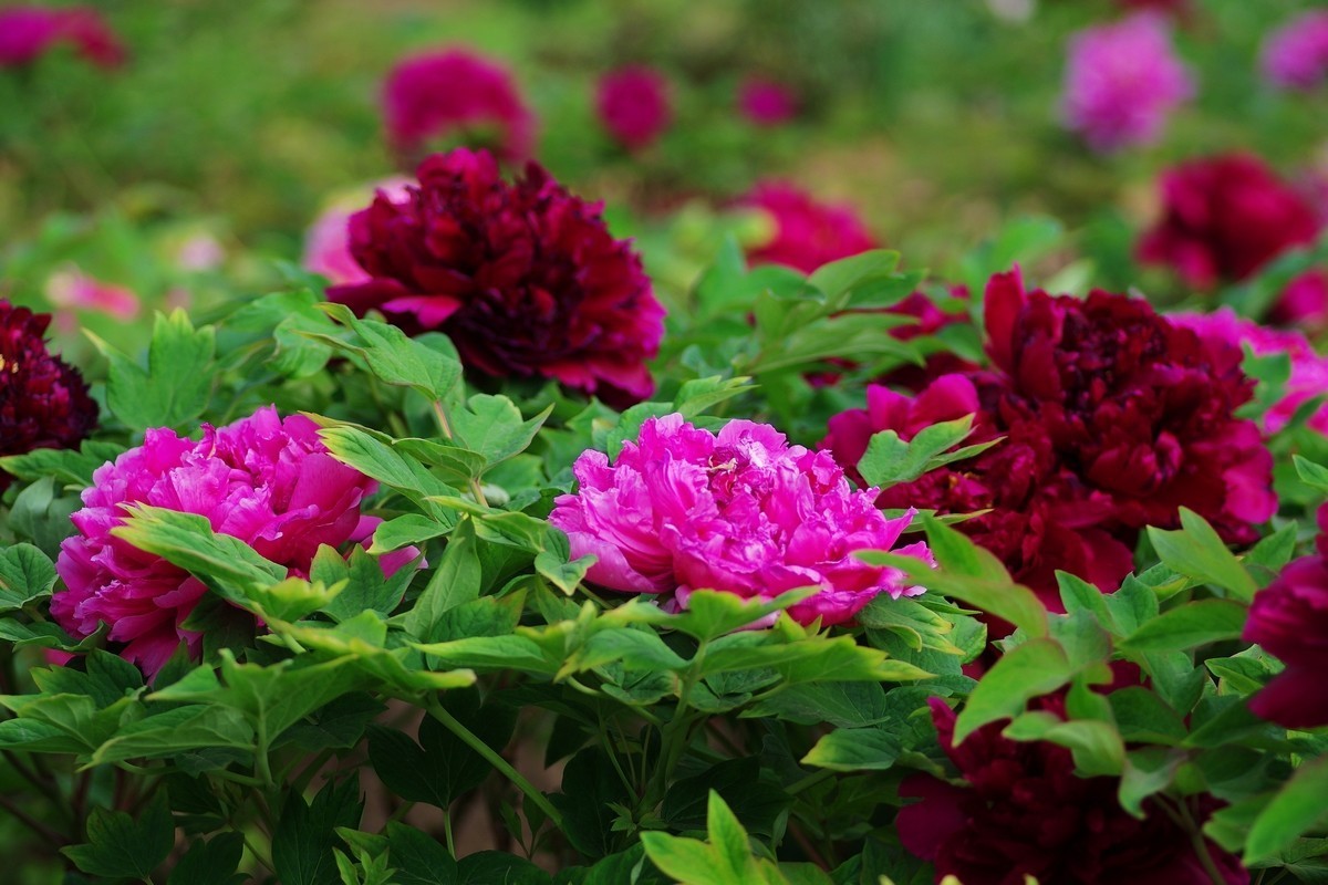 雍容华贵 国色天香