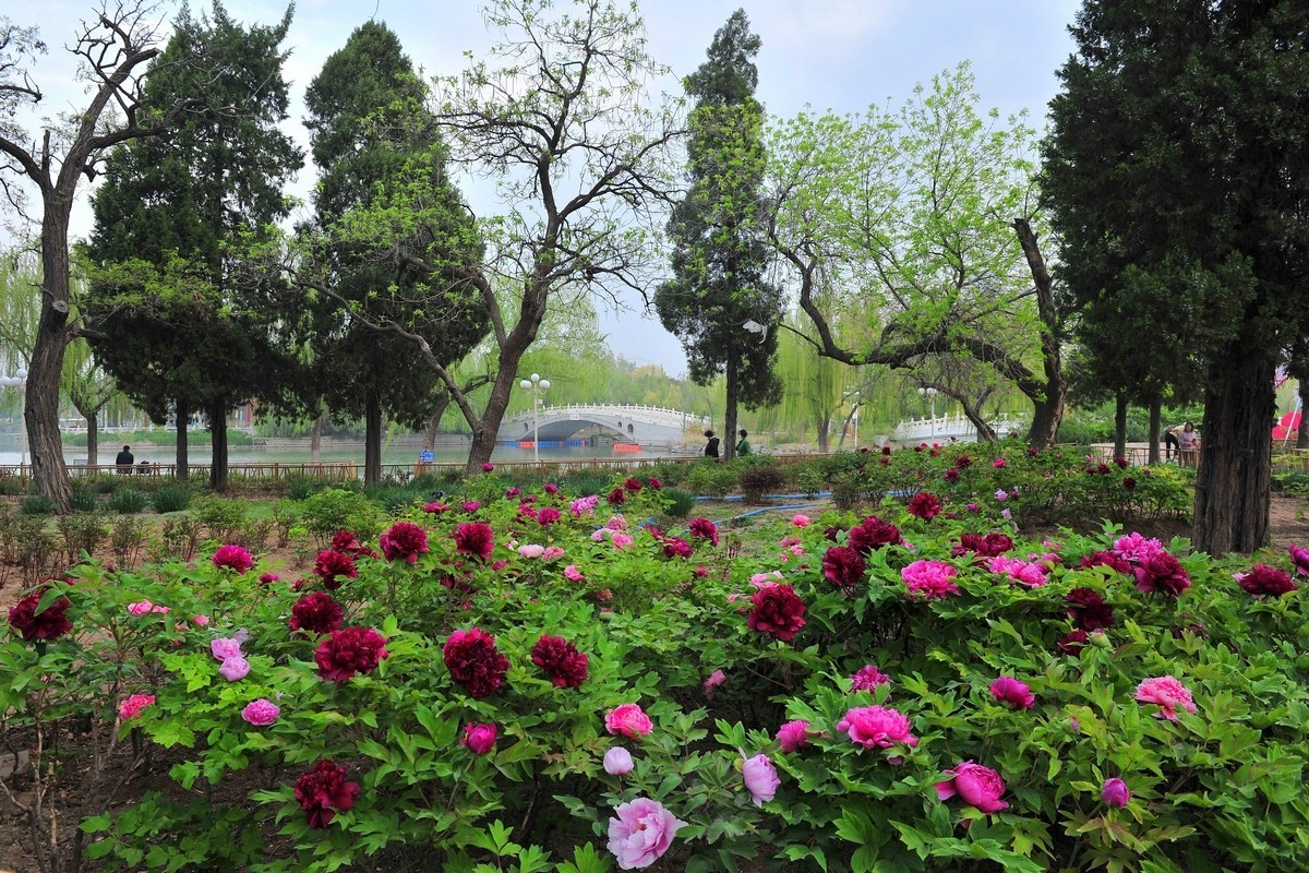 雍容华贵 国色天香