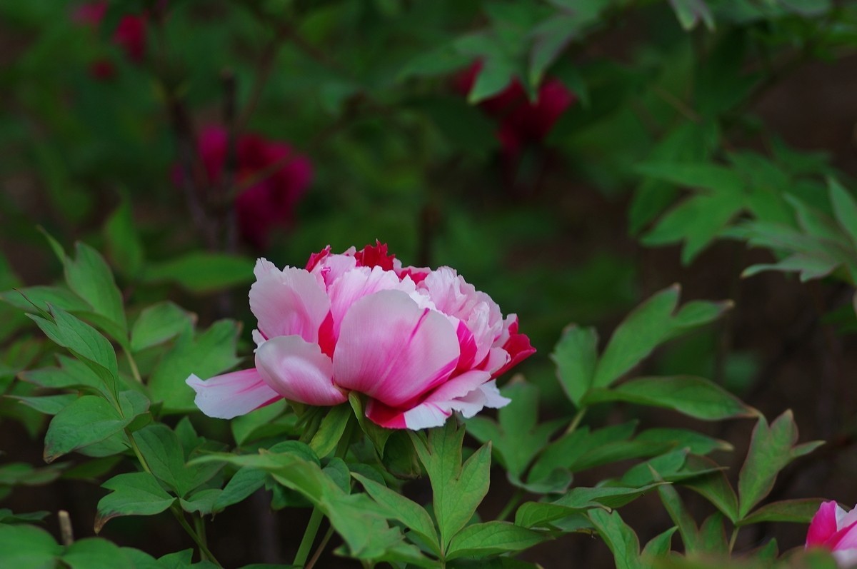 雍容华贵 国色天香