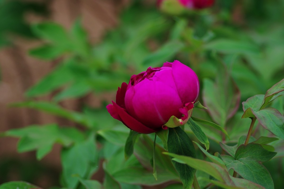 雍容华贵 国色天香