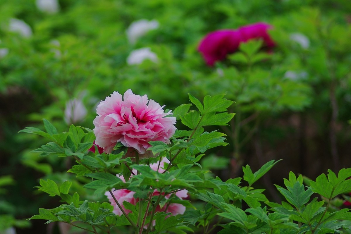 雍容华贵 国色天香