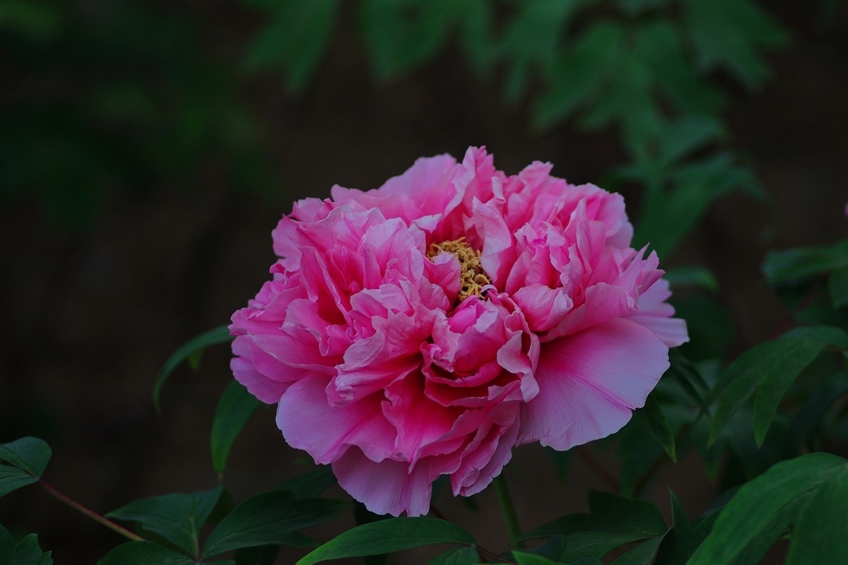 雍容华贵 国色天香