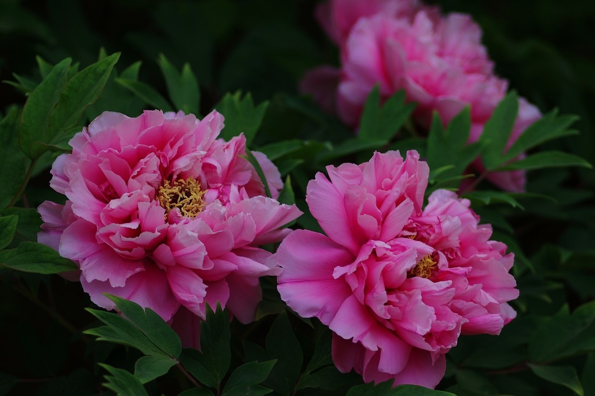 雍容华贵 国色天香