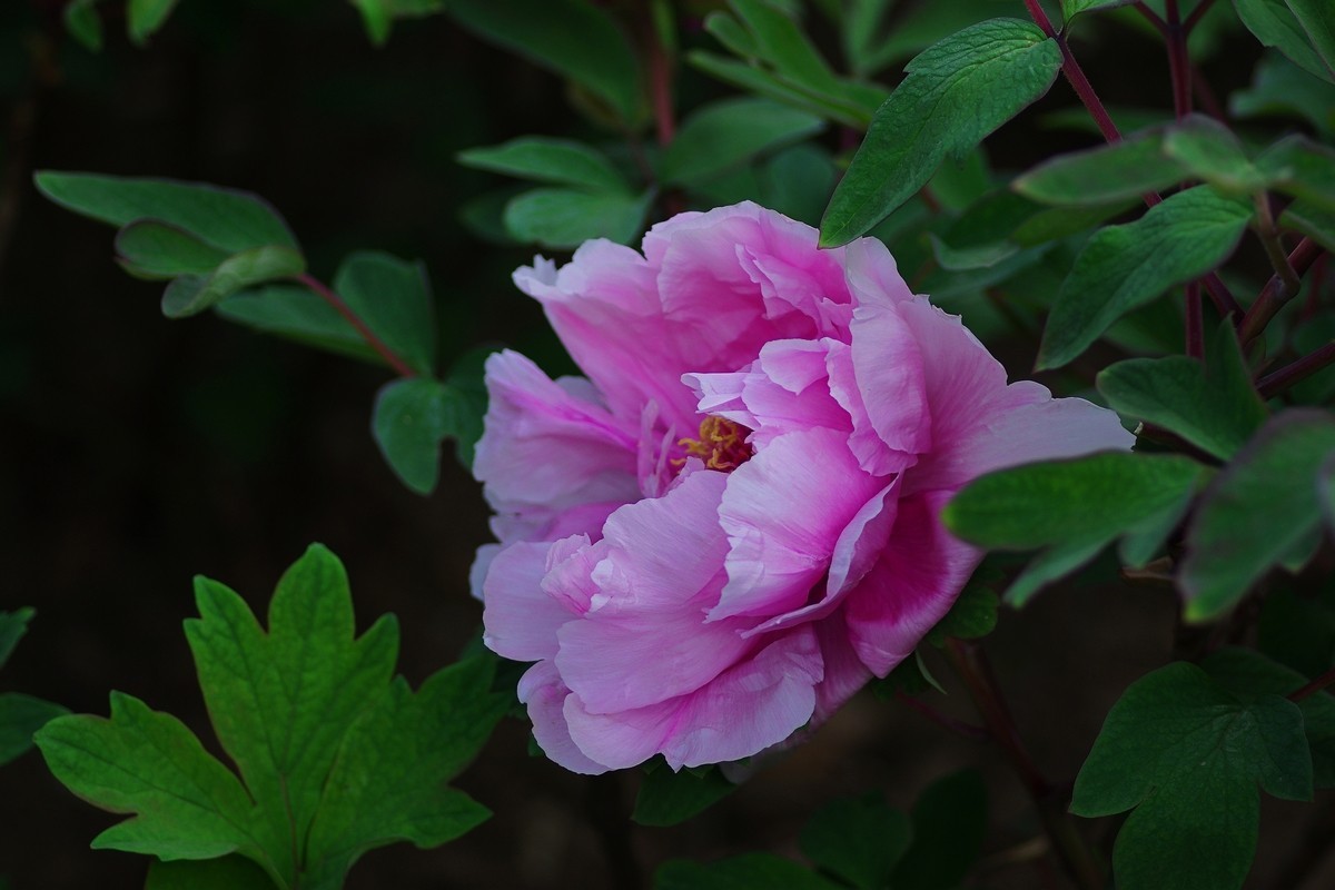 雍容华贵 国色天香