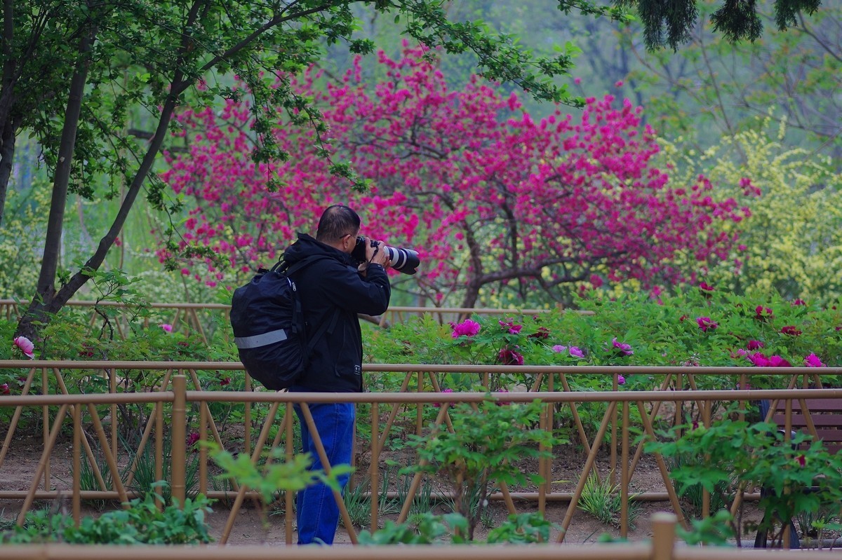 雍容华贵 国色天香