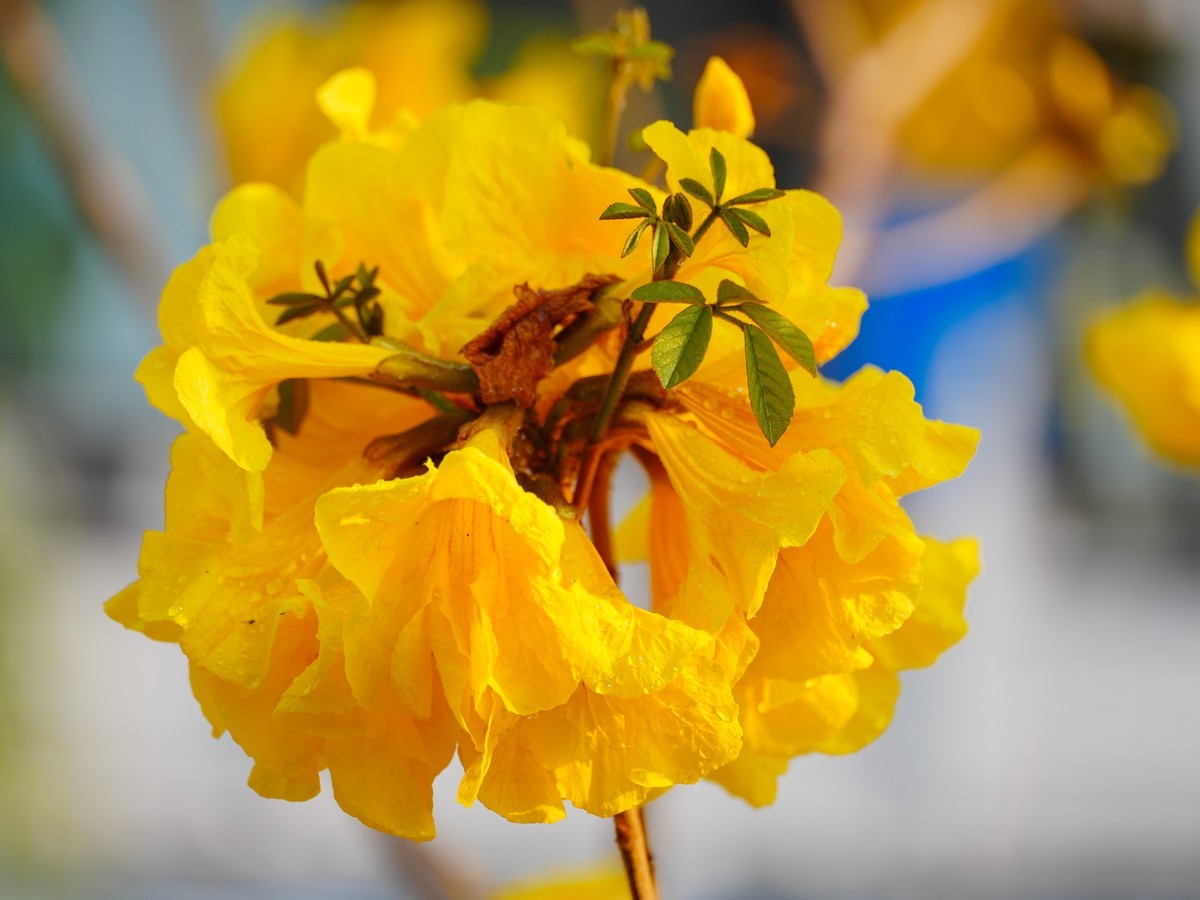 枝头见花不见叶一束黄花醉人眼