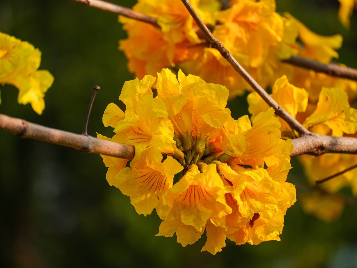 枝头见花不见叶一束黄花醉人眼