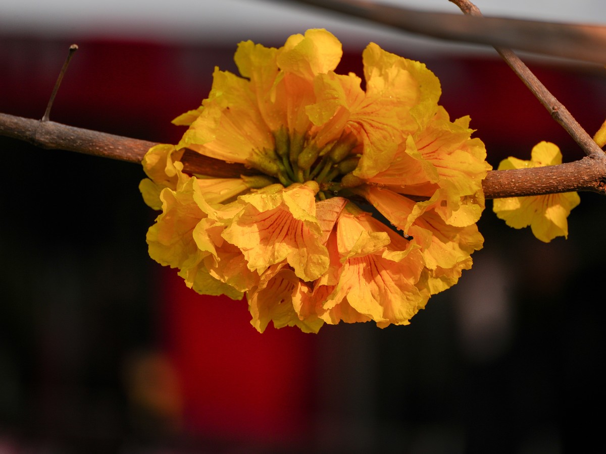 枝头见花不见叶一束黄花醉人眼