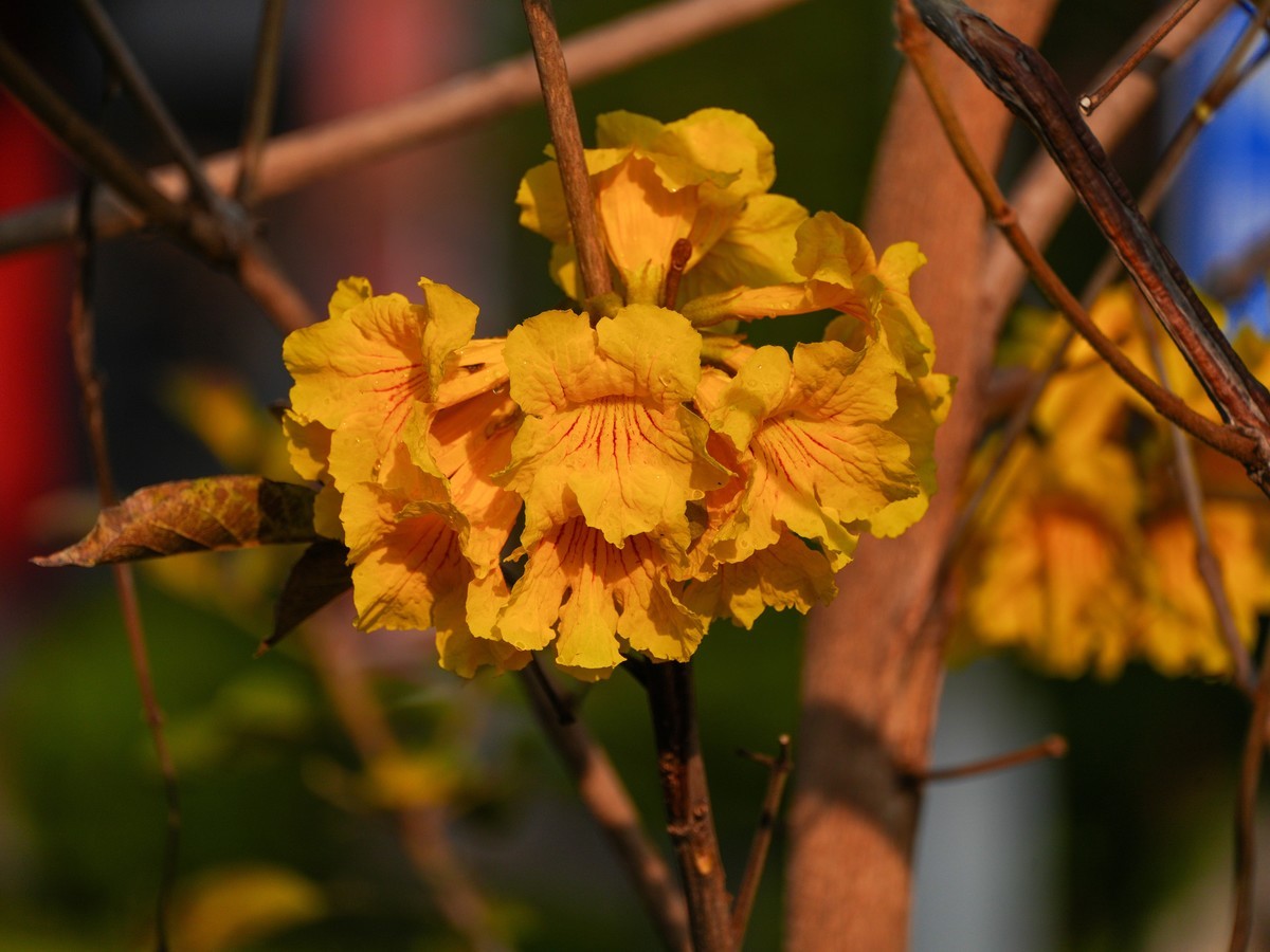 枝头见花不见叶一束黄花醉人眼