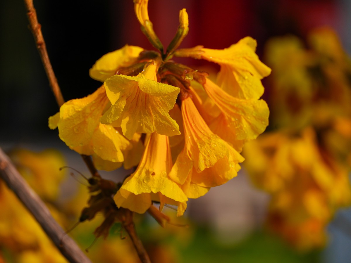 枝头见花不见叶一束黄花醉人眼