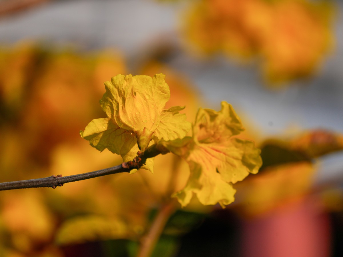 枝头见花不见叶一束黄花醉人眼