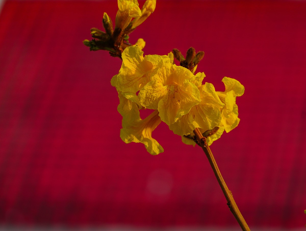 枝头见花不见叶一束黄花醉人眼