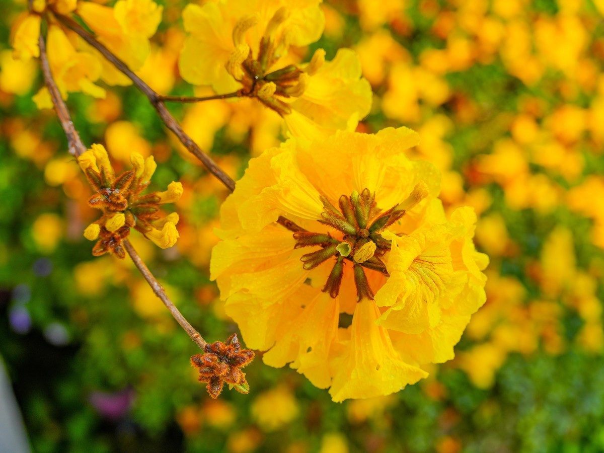 枝头见花不见叶一束黄花醉人眼