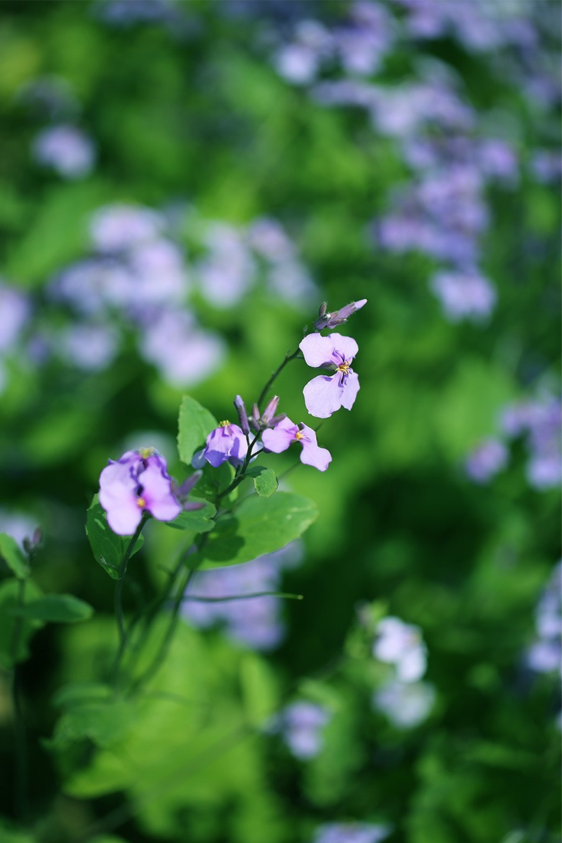 百花争妍【续】
