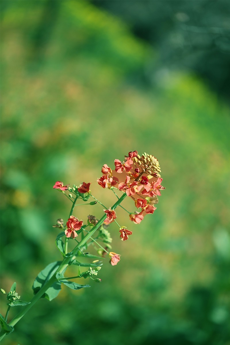 百花争妍【续】