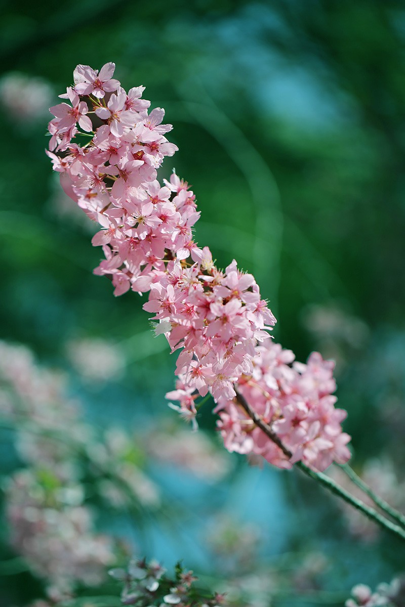 百花争妍【续】