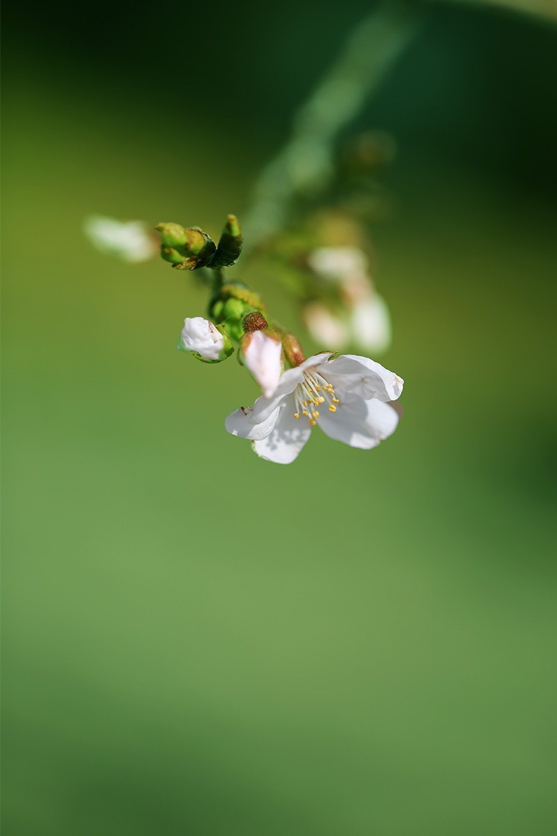 百花争妍【续】