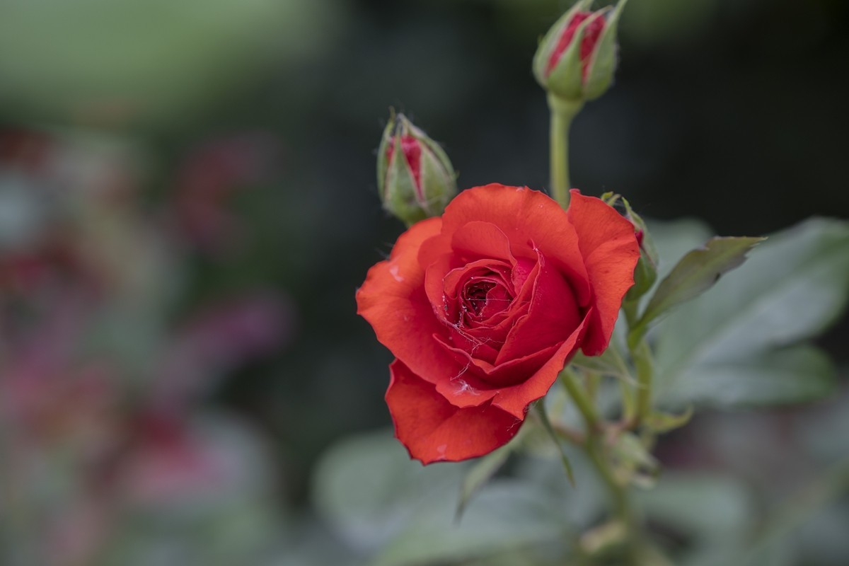 乙巳蛇年月季花【4】