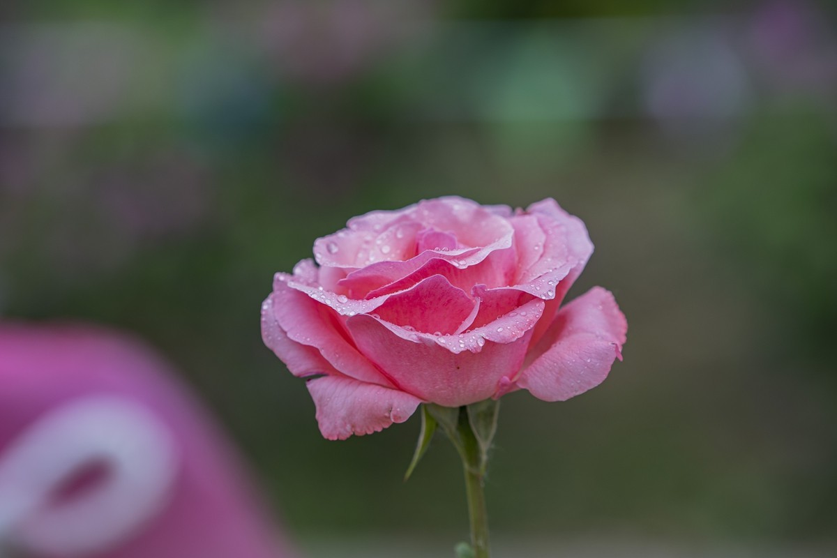 乙巳蛇年月季花【4】