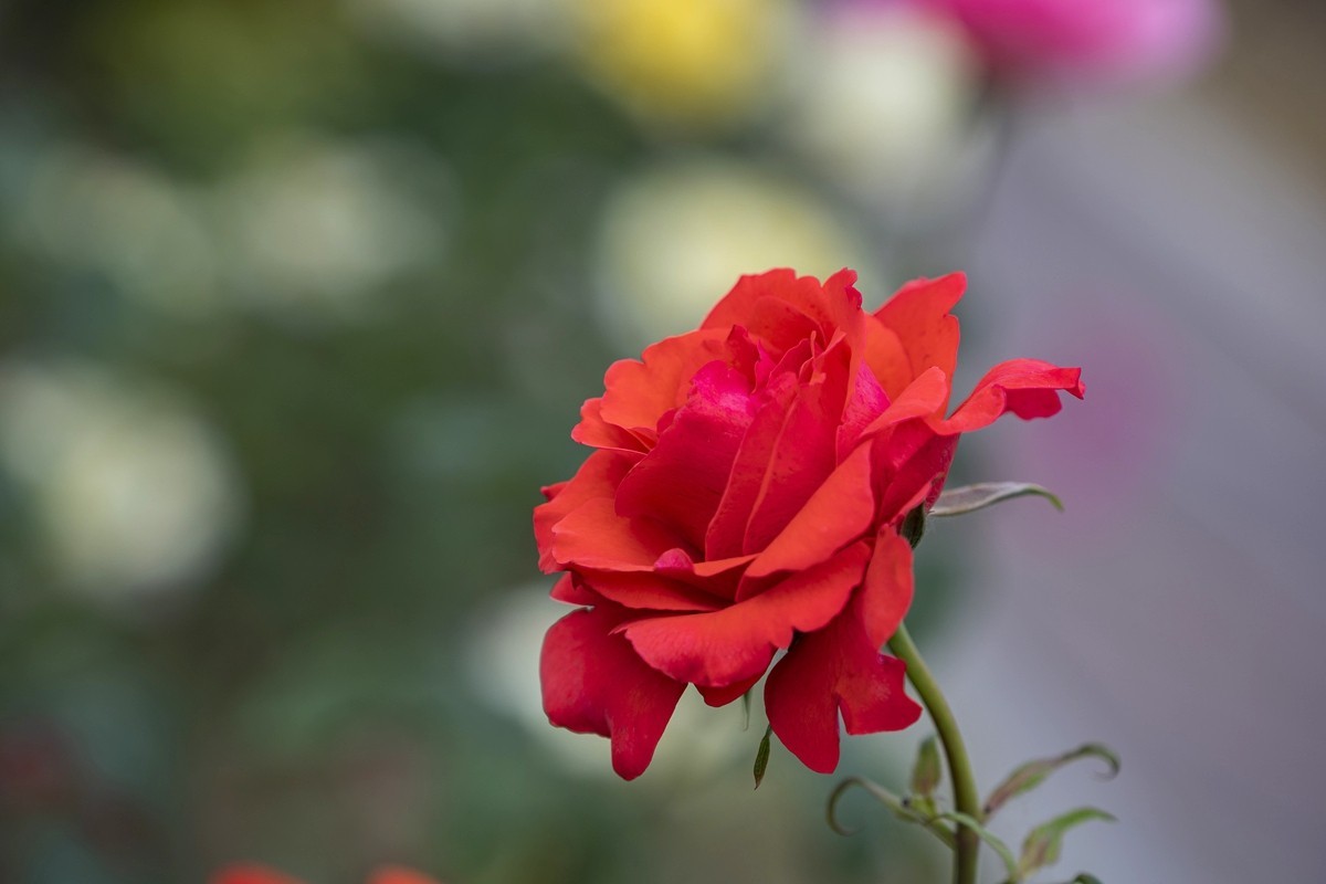 乙巳蛇年月季花【4】