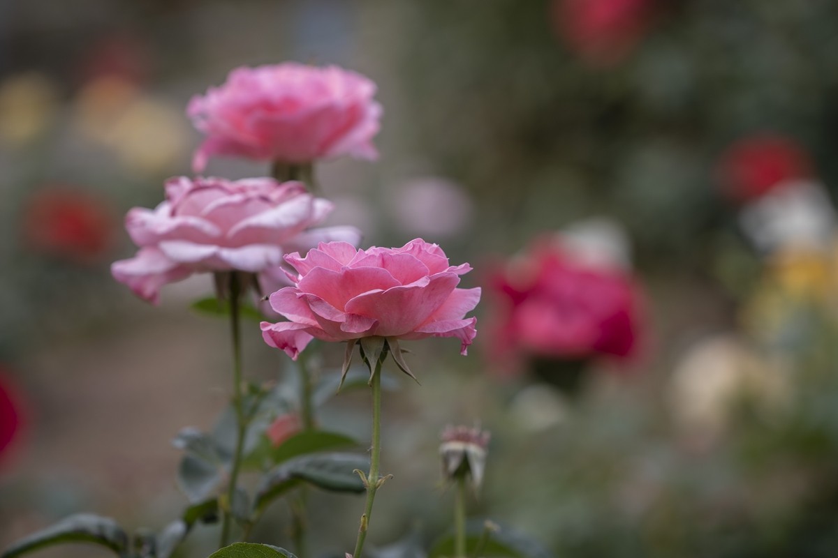 乙巳蛇年月季花【4】