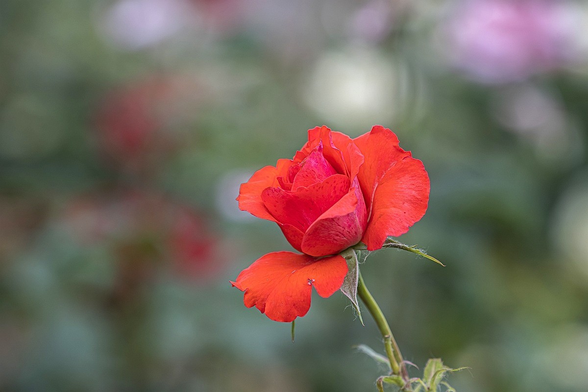 乙巳蛇年月季花【4】