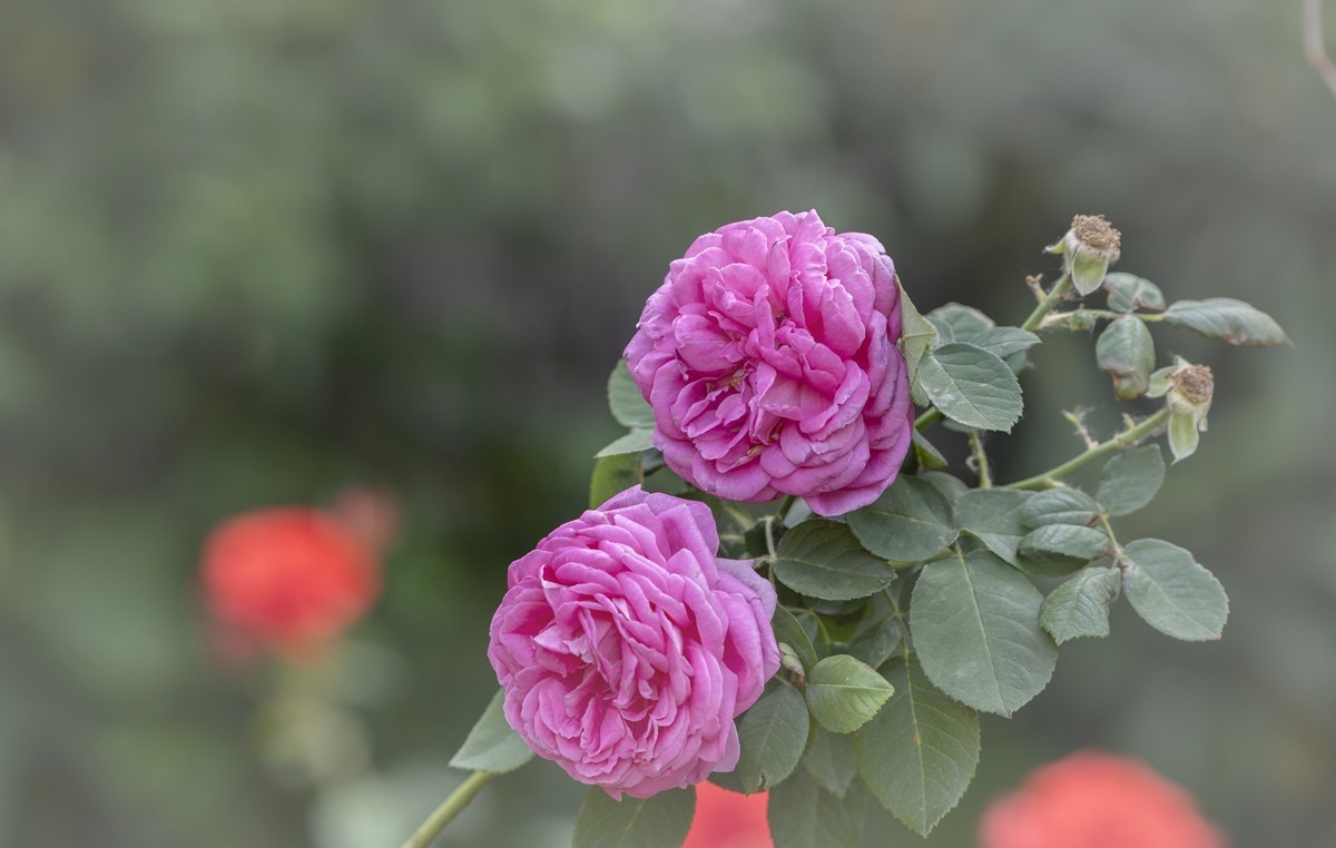 乙巳蛇年月季花【4】