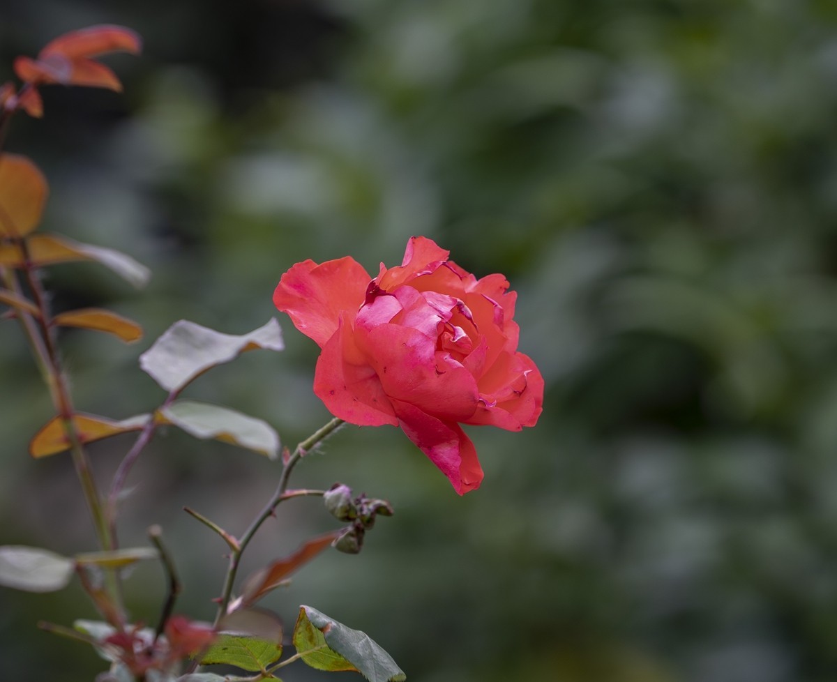 乙巳蛇年月季花【4】