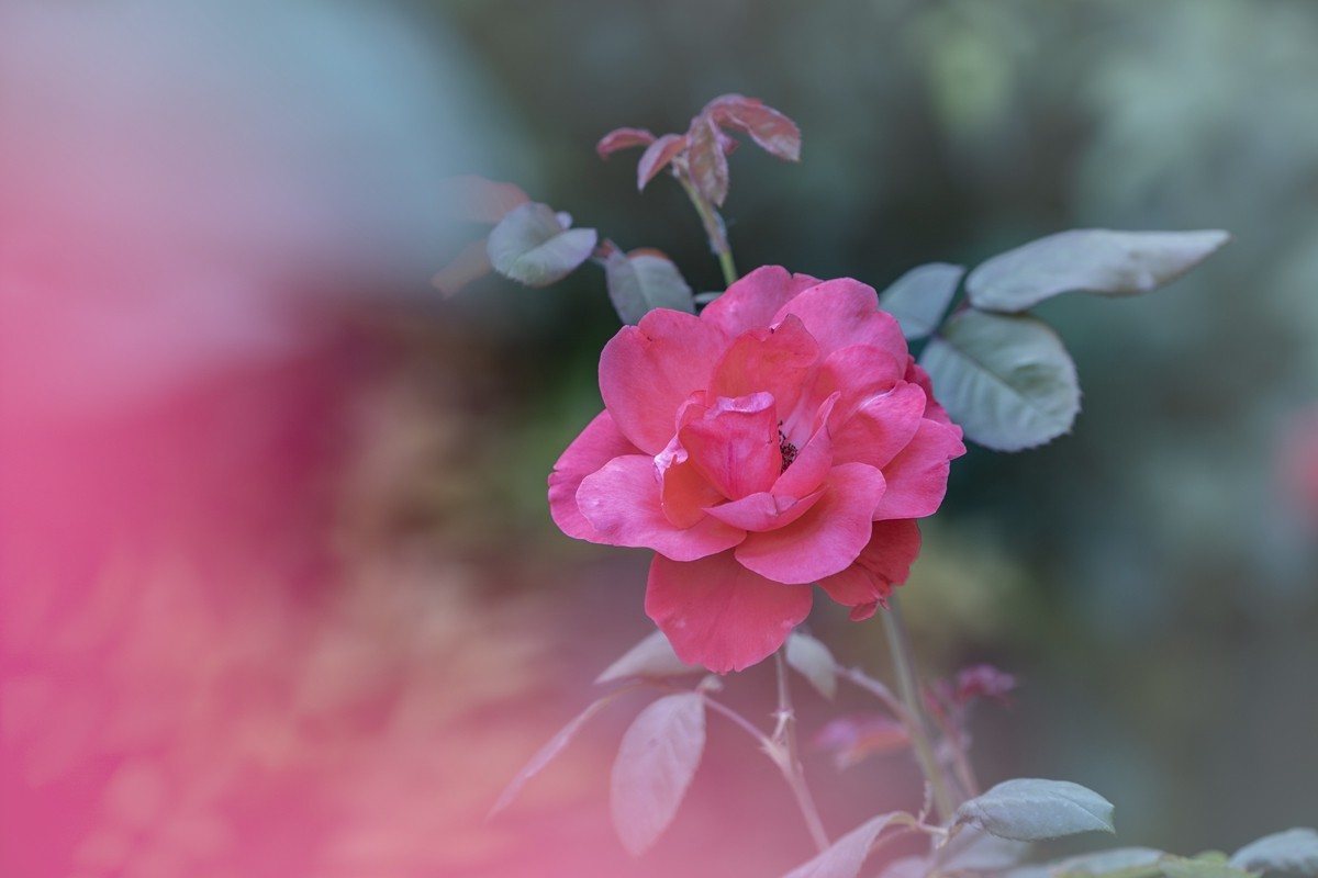 乙巳蛇年月季花【4】