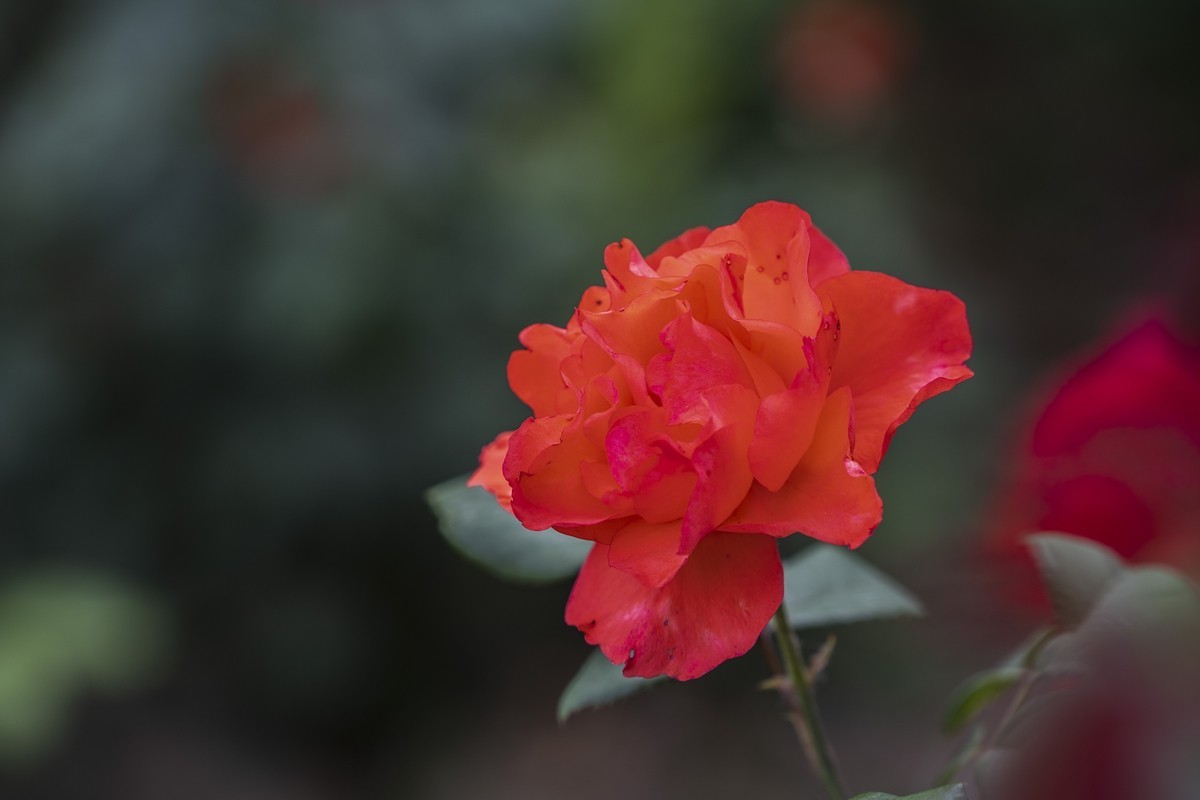 乙巳蛇年月季花【4】