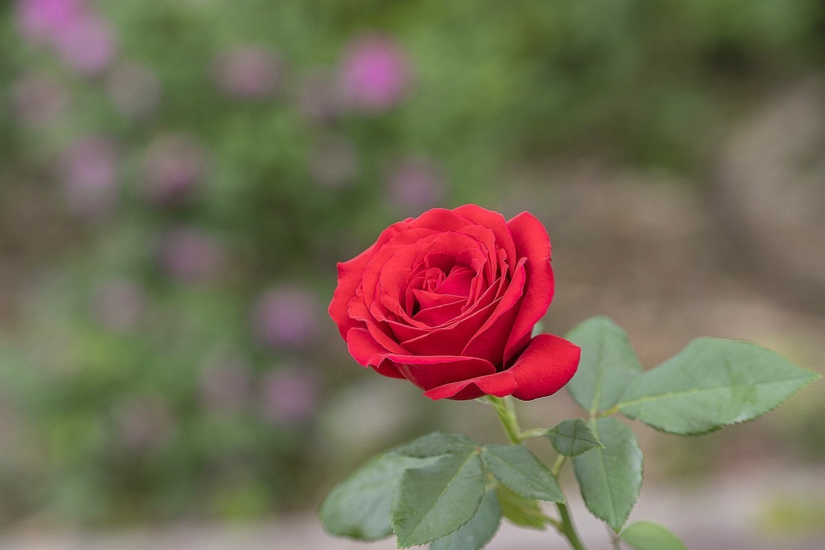 乙巳蛇年月季花【4】