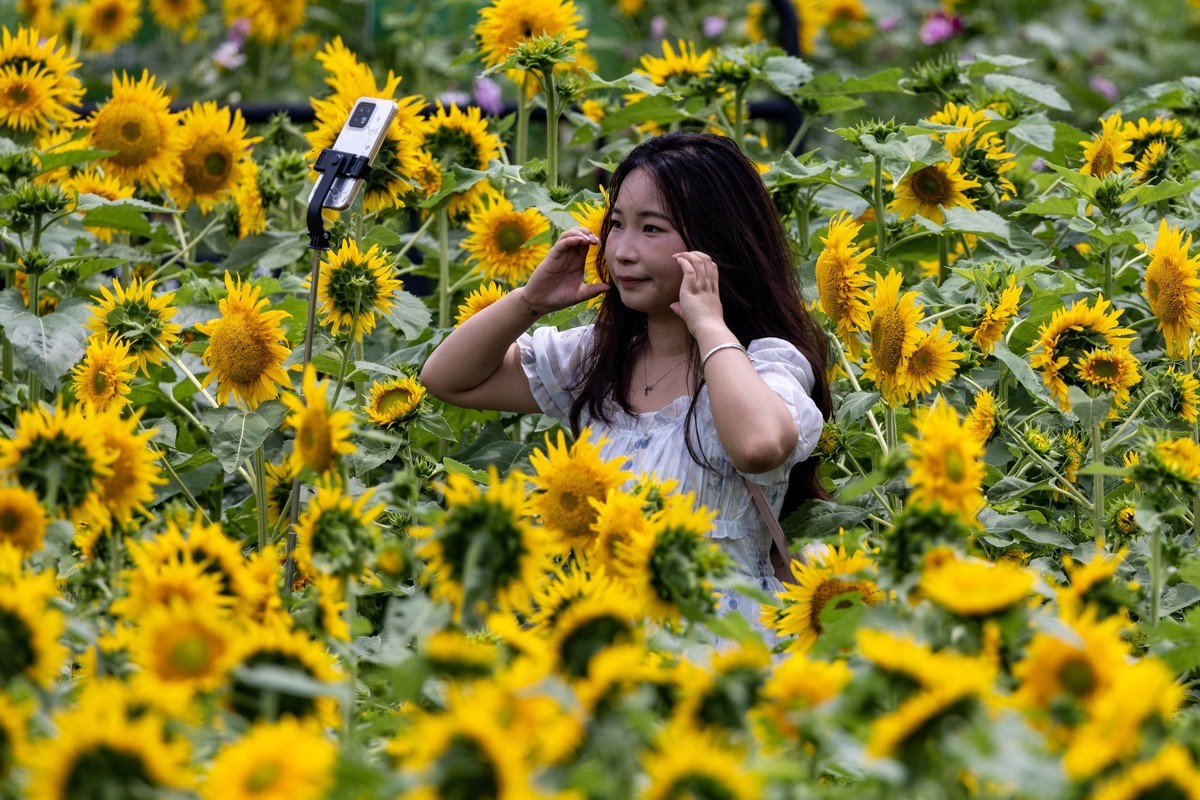 花丛中（3）
