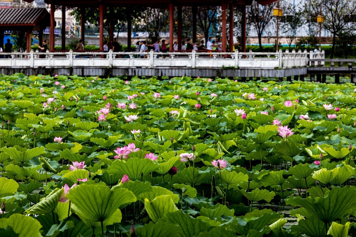 雨后荷塘（11）