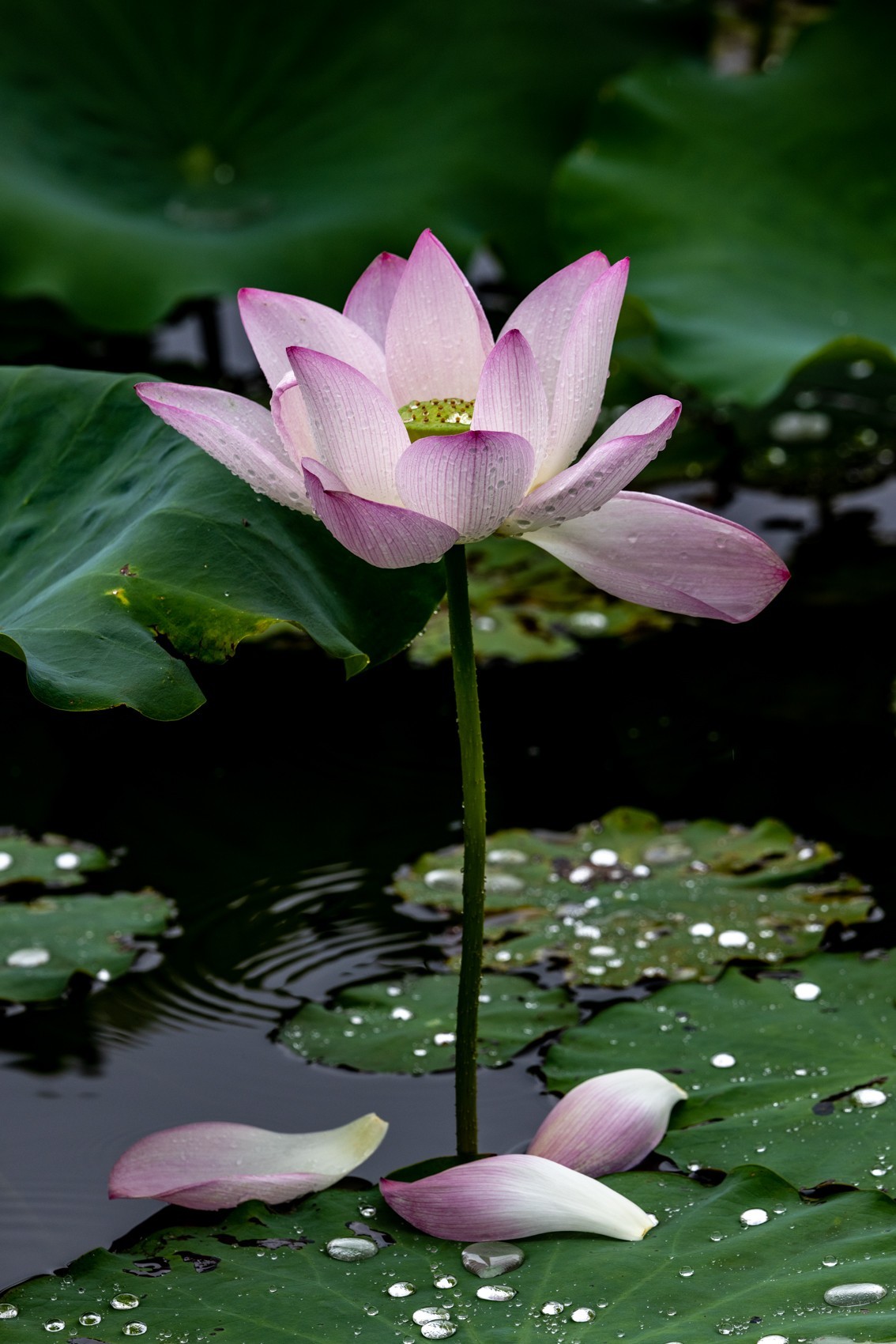 雨后荷塘（11）