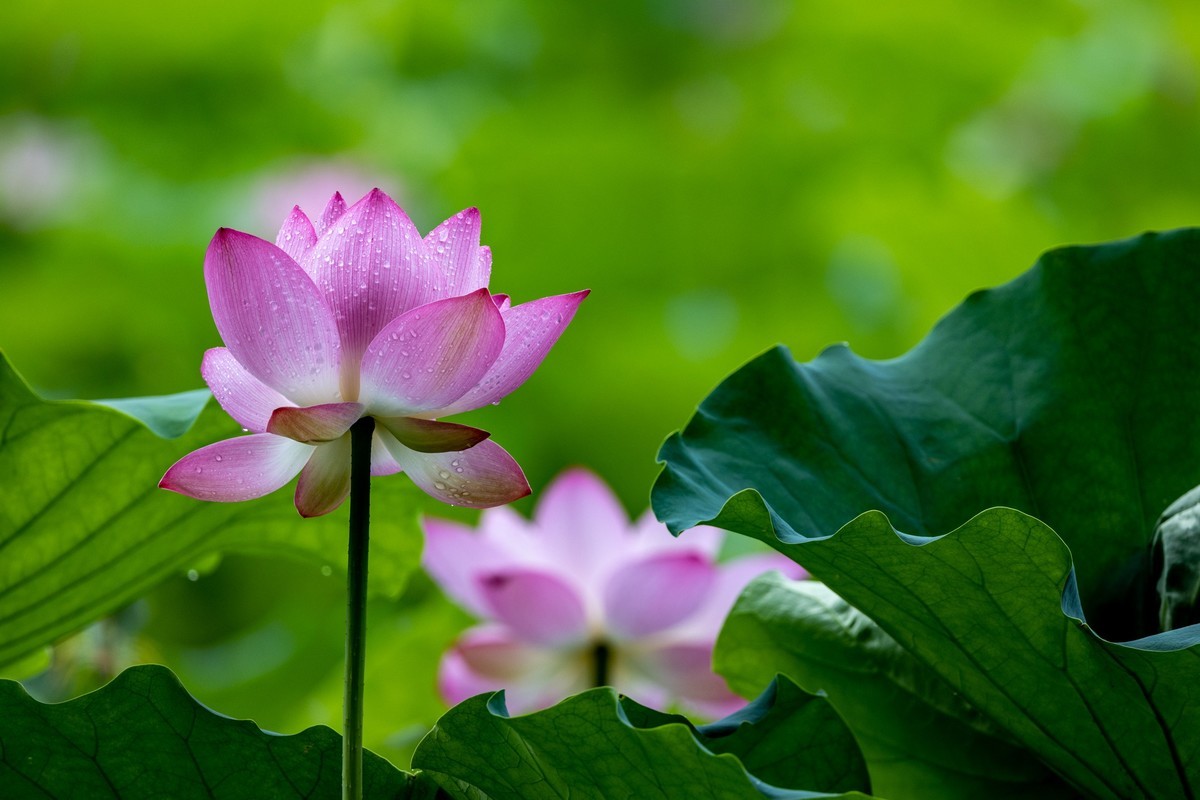 雨后荷塘（11）