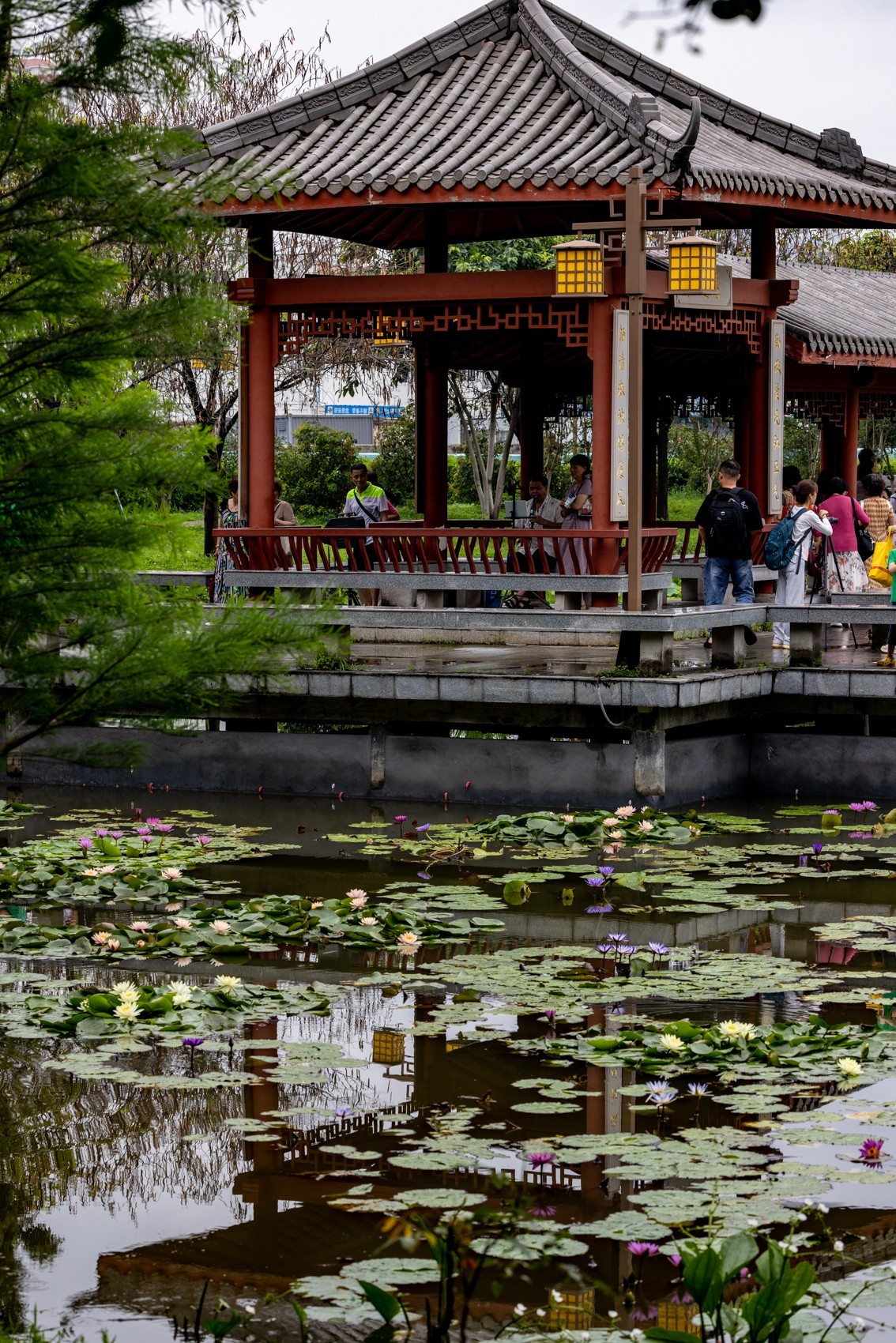 雨后荷塘（11）