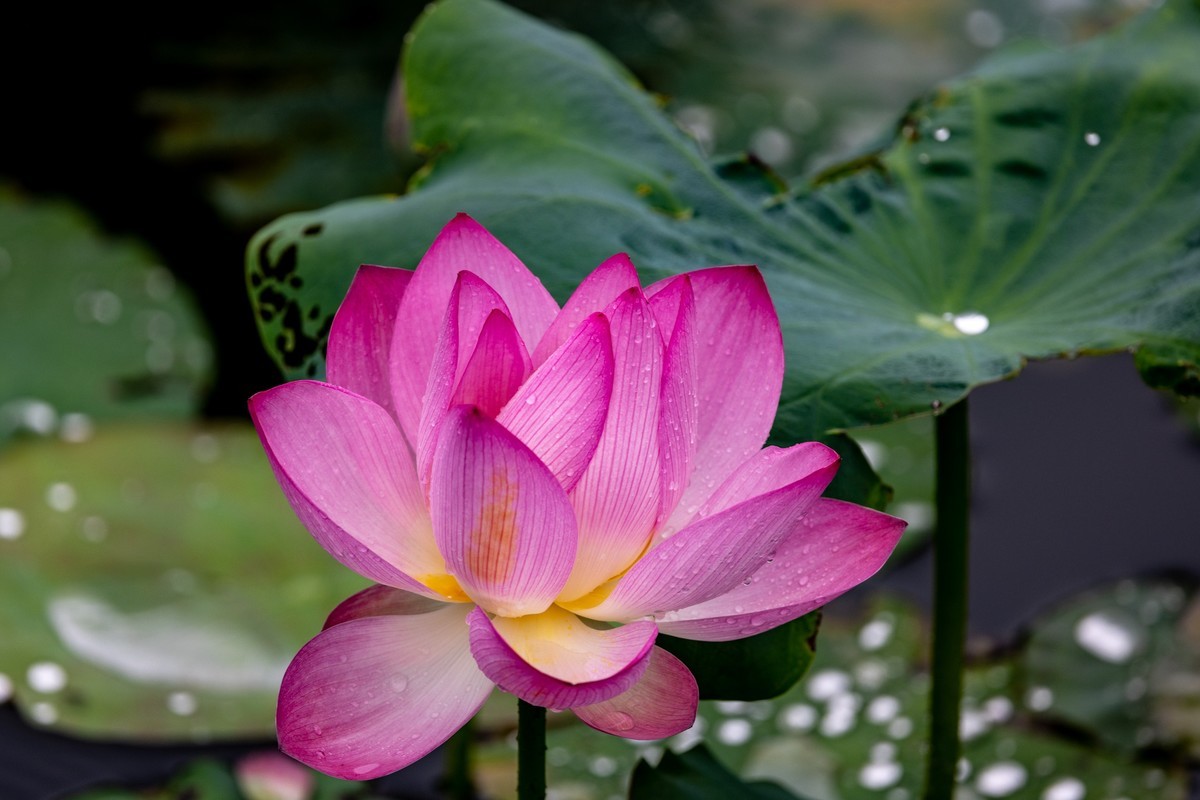 雨后荷塘（11）