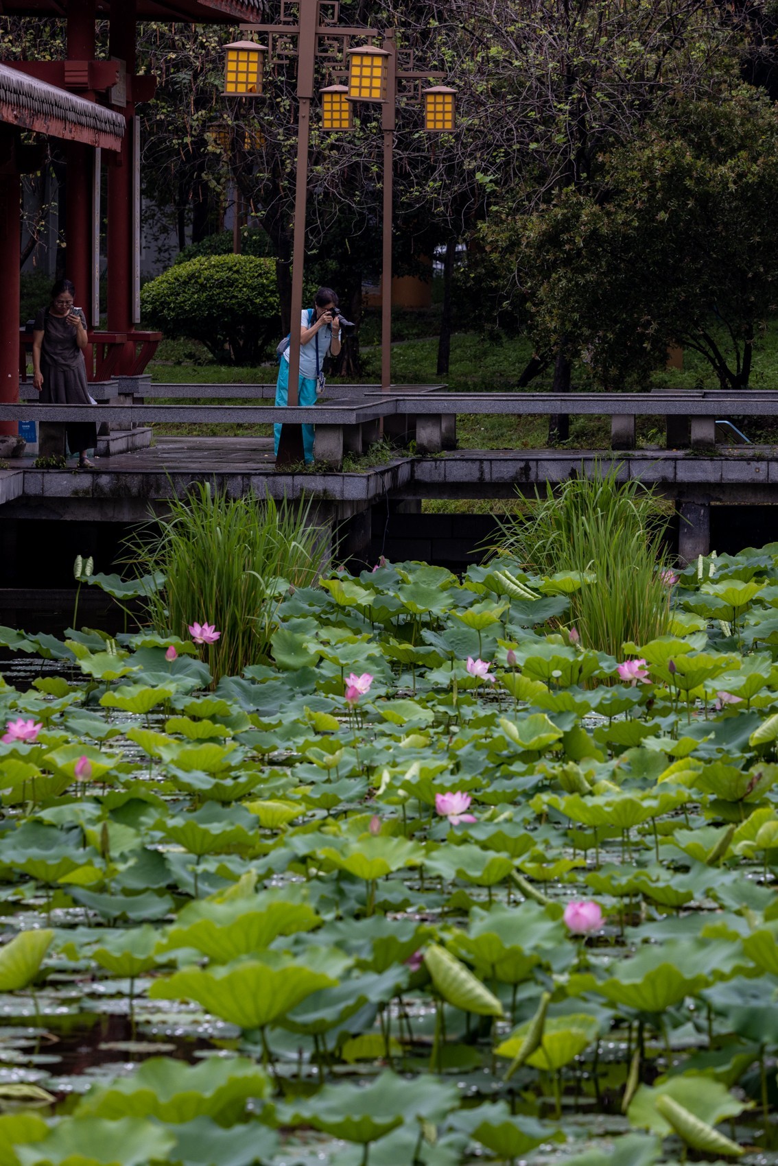 雨后荷塘（11）