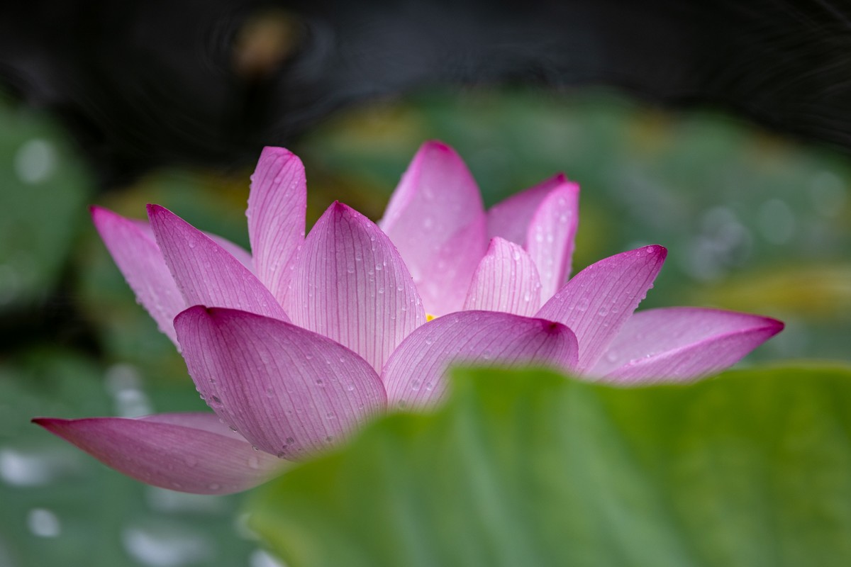 雨后荷塘（11）