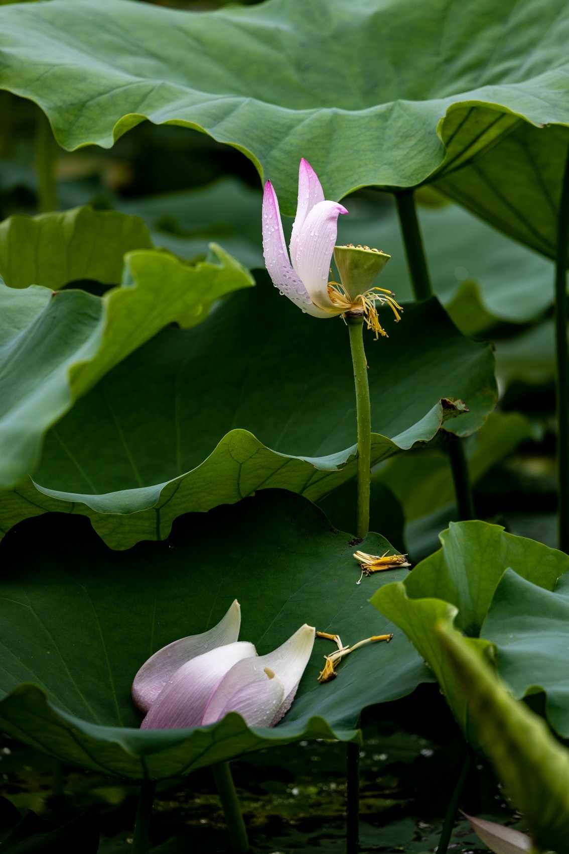 雨后荷塘（11）