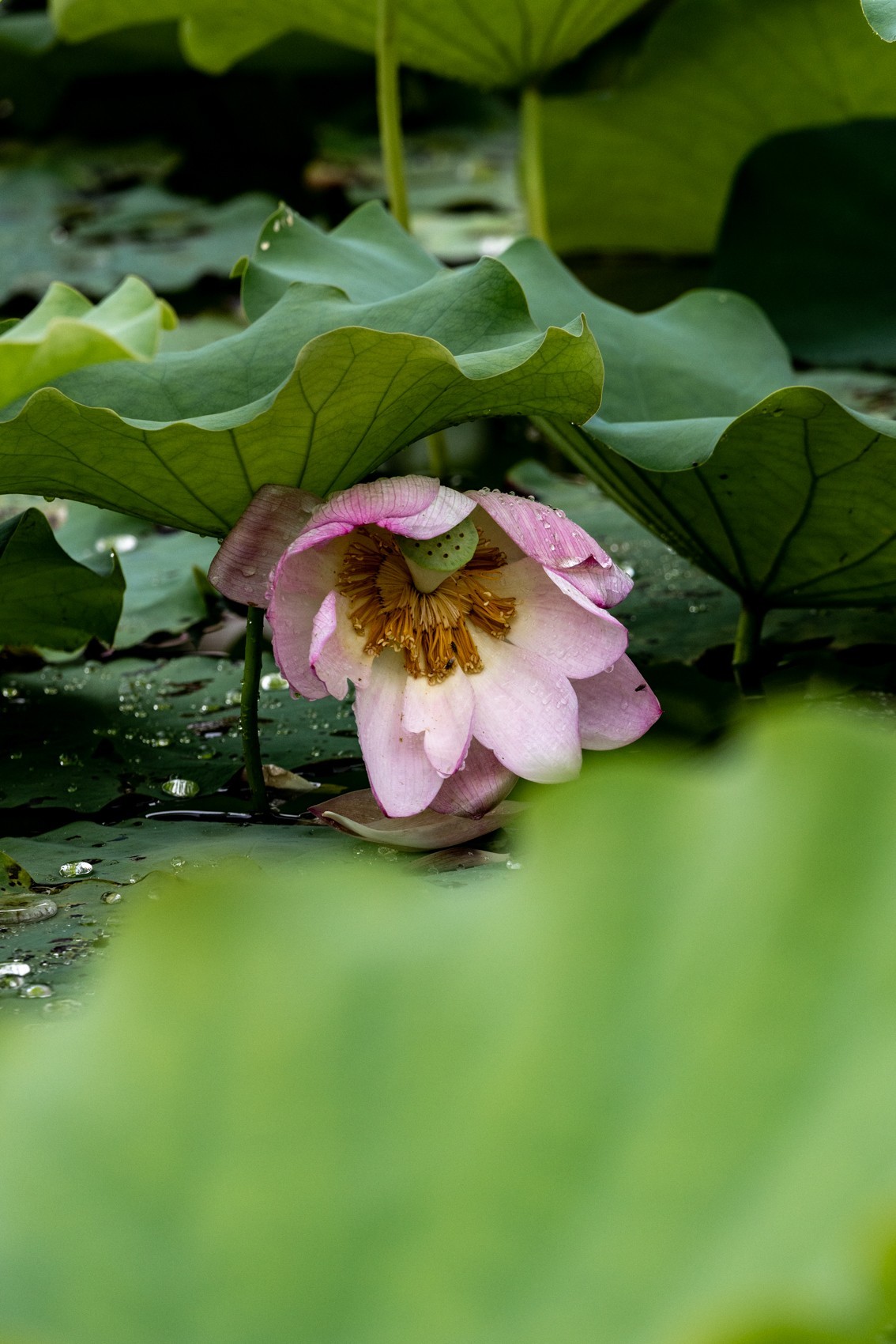 雨后荷塘（11）