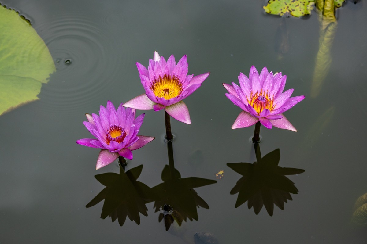 雨后荷塘（11）