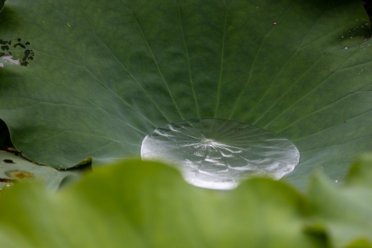 雨后荷塘（13）